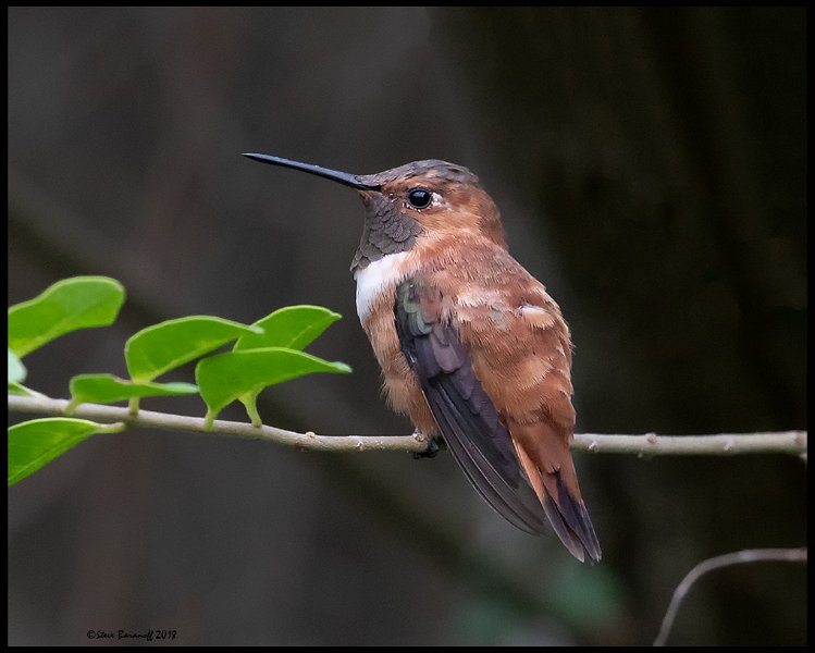 _8SB8512 rufous hummingbird.jpg